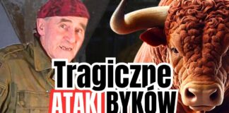 Niebezpieczny byk: poradnik hodowcy – jak uniknąć ataku i zagrożenia życia
