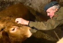 Jak wybrać zdrowego i perspektywicznego byka do hodowli? Poradnik kupującego