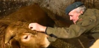 Jak wybrać zdrowego i perspektywicznego byka do hodowli? Poradnik kupującego