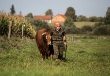 Wymiana buhaja w hodowli bydła: kluczowe powody i zasady postępowania