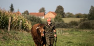 Wymiana buhaja w hodowli bydła: kluczowe powody i zasady postępowania