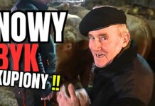 Nowy byk jest już w gospodarstwie. Co dalej z Alim?