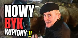 Nowy byk jest już w gospodarstwie. Co dalej z Alim?