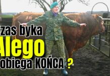 Romek Zaklinacz Byków rozstaje się z Alim? To koniec pewnej epoki