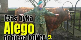 Romek Zaklinacz Byków rozstaje się z Alim? To koniec pewnej epoki